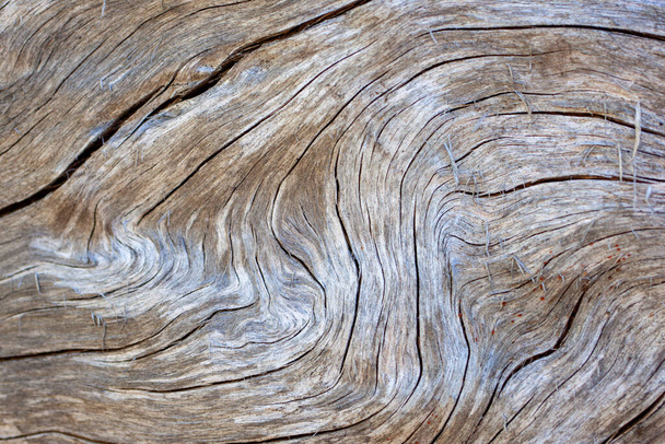 Struktura přírodního dřeva. Starý kmen stromu s různými texturami - Fotografie, Obrázek