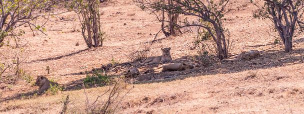 Grupa Lwów w Parku Narodowym Kruger, RPA w sezonie zimowym - Zdjęcie, obraz