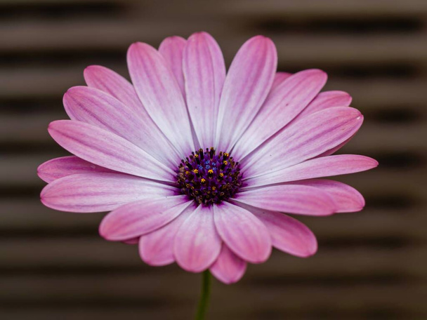 Fialový sedmikráska květ zblízka v makro záběr s hnědým pruhovaným pozadím, příroda, venku, fialový květ s fialovým středem. - Fotografie, Obrázek