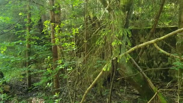 abandoned wall covered with moss in a green forest - Video