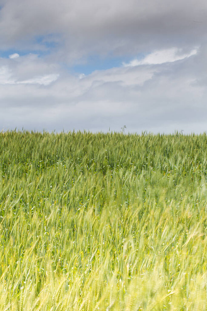 Vista de cerca del trigo verde joven en un campo de trigo en una granja en la región de Swartland en el cabo occidental de Sudáfrica
 - Foto, Imagen