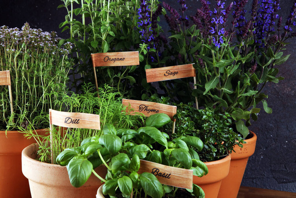 Homegrown and aromatic herbs in old clay pots. Set of culinary herbs. Green growing basil, oregano, dill, parsley and chives with labels - Photo, Image