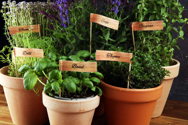 Homegrown and aromatic herbs in old clay pots. Set of culinary herbs. Green growing basil, oregano, dill, parsley and chives with labels - Photo, Image