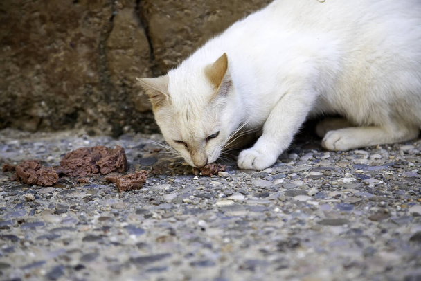 Gatos callejeros abandonados, maltrato animal, tristeza - Foto, Imagen