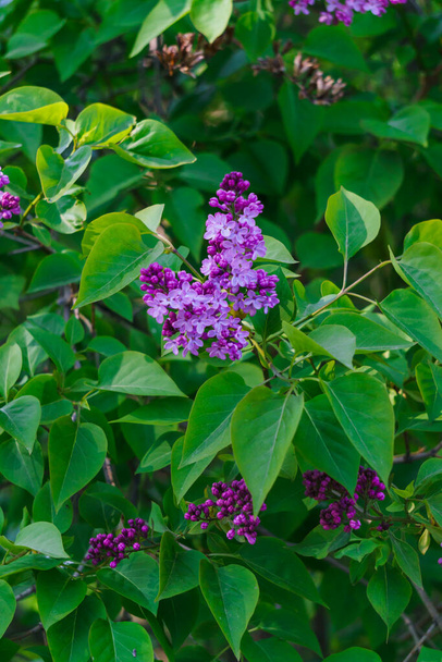 blooming lilac flowers on a green branch in spring - Photo, Image