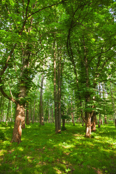 Schöner grüner Wald mit üppigem Laub von Bäumen. Natürliche Hintergrundbilder für Kalender - Foto, Bild