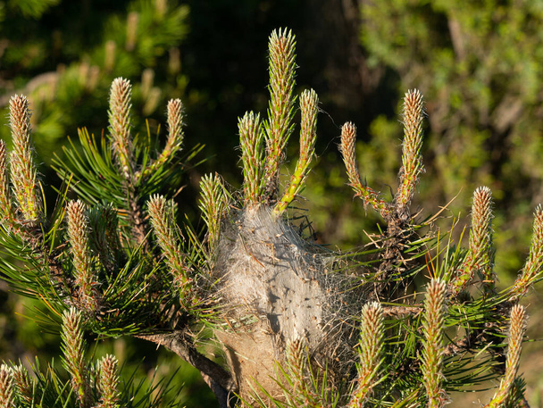 Dennenprocessie (Thaumetopoea pityocampa) nest op de top van een jonge dennenboom  - Foto, afbeelding