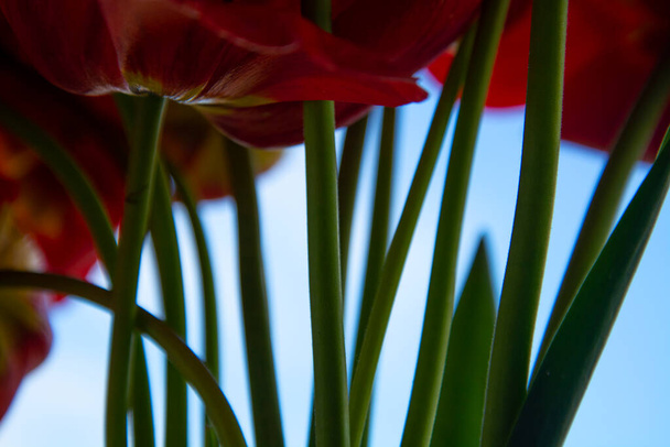 стебла червоних тюльпанів на блакитному небі
 - Фото, зображення