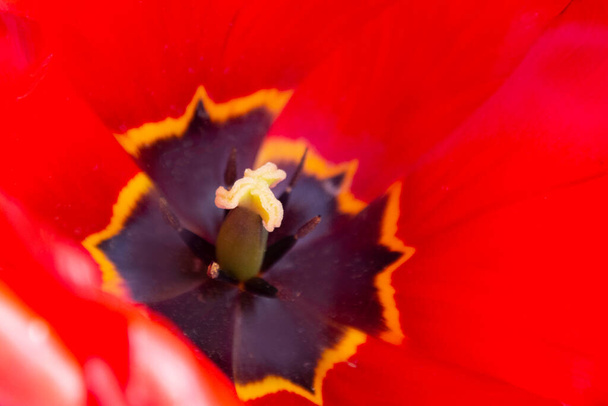 grandes tulipanes rojos de cerca. concepto de salón de spa
. - Foto, imagen