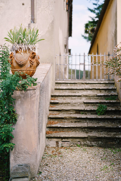 Starożytne kamienne schody i gliniany garnek z kwiatami. - Zdjęcie, obraz