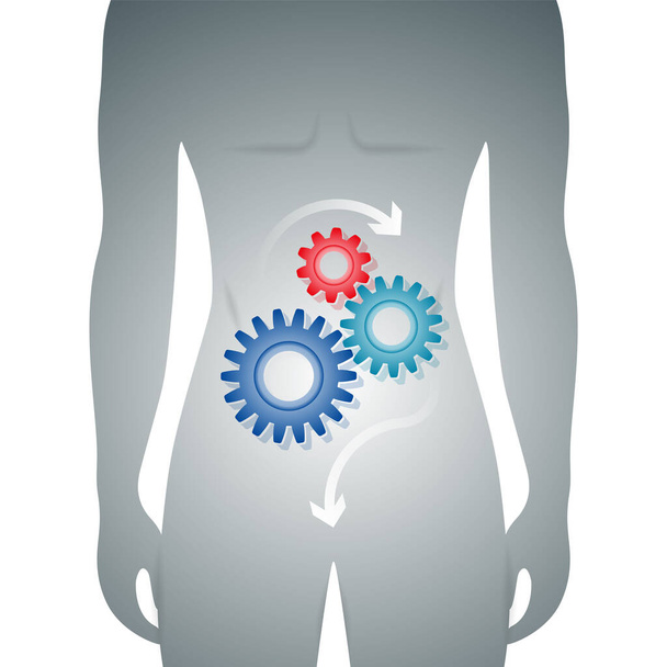 Cuerpo del hombre con buena digestión en el estómago representada por un mecanismo de engranaje. Ilustración del vector médico
 - Vector, Imagen