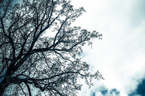 Akşam gökyüzünün arka planında yaprakları olmayan kasvetli mistik bir ağacın silueti. Mavi tonda depresif fotoğraf - Fotoğraf, Görsel