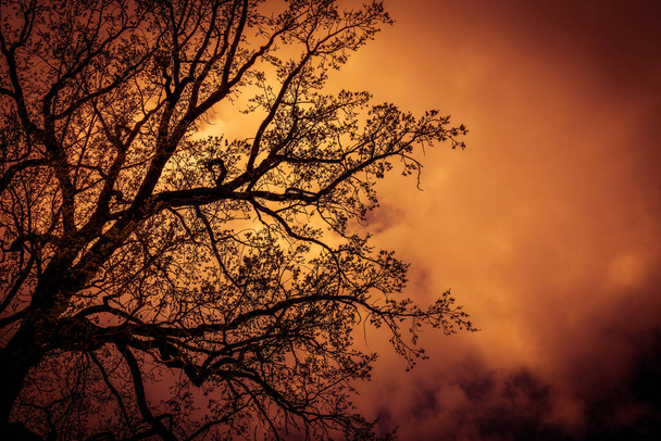 夕方の空を背景に葉のない暗い神秘的な木のシルエット。赤トーンの抑うつ写真 - 写真・画像