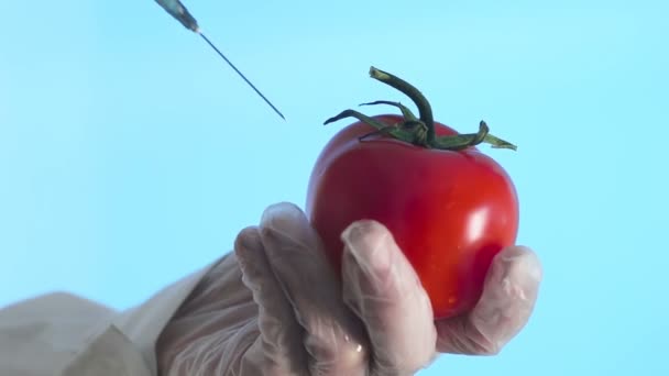 Hand injecteert een spuit met groene vloeibare gmo in een tomaat op een blauwe achtergrond Corona. Covid-19 - Video