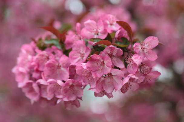 ミシガン州の夏に弓状の枝にピンククラブリンゴの花. - 写真・画像