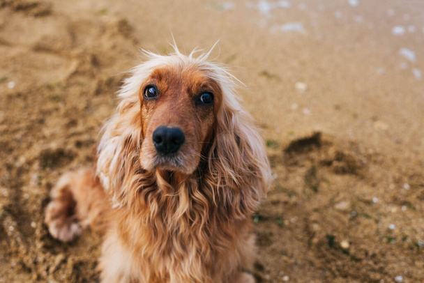Englanti Cocker Spaniel koira - varastossa kuva
 - Valokuva, kuva