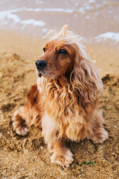English Cocker Spaniel dog - stock image - Photo, Image