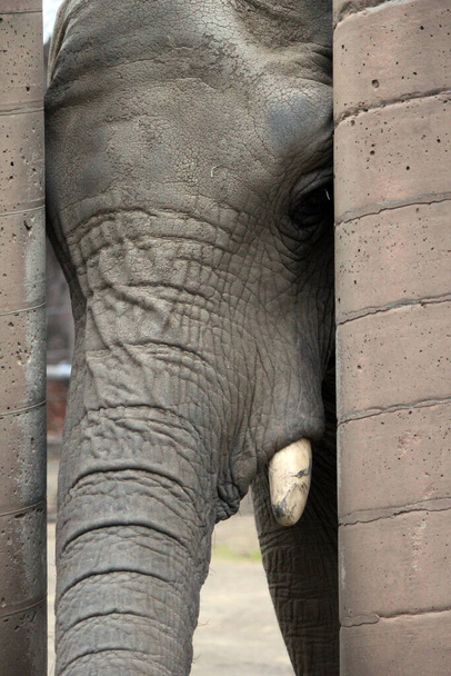 elephant head closeup eye and ears pair of elephants head face  stock photo - Photo, Image