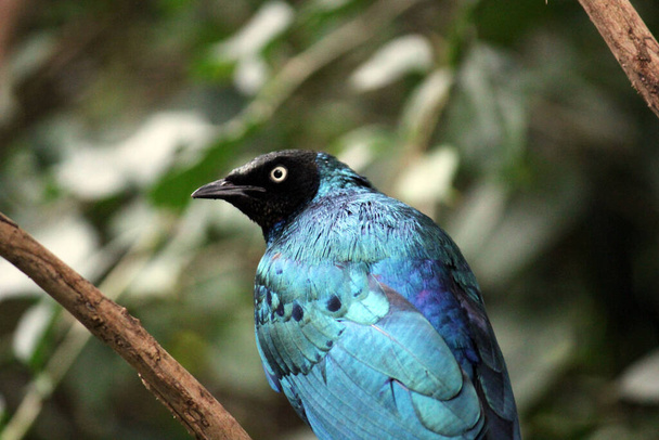 великолепная стальная птица голубого и зеленого цвета с оранжевой грудью
 - Фото, изображение