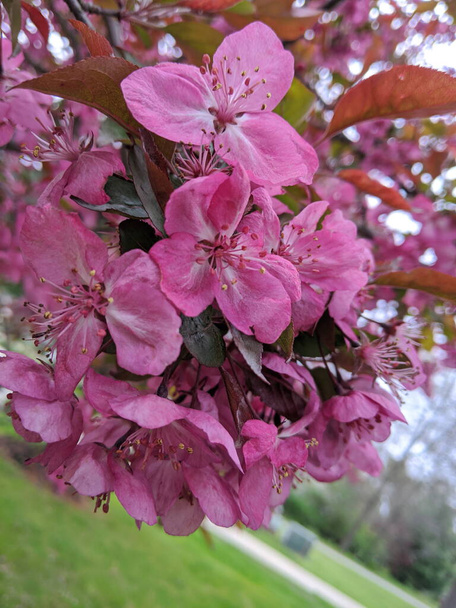 Ροζ λουλούδια crabapple για τοξωτά στηθόδεσμοι το καλοκαίρι στο Michigan. - Φωτογραφία, εικόνα
