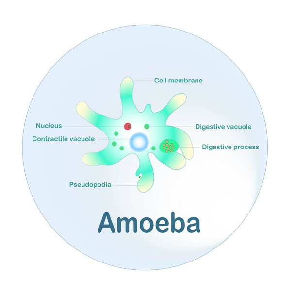 Program Amoeba dla szkolnych zasobów edukacyjnych ilustracji wektor - Wektor, obraz