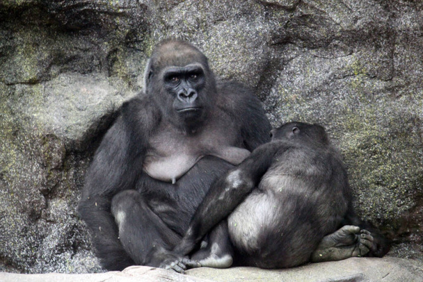 bebé Gorila de las tierras bajas (gorila de las tierras bajas occidentales) de África central foto de stock - Foto, imagen