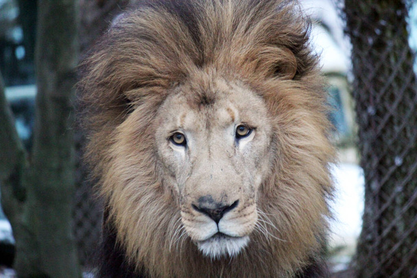Löwenkopf-Großaufnahme Männchen mit Vollbildschirm-Mähne, Asiatischer Löwe selten und vom Aussterben bedroht, auch bekannt als Indischer Löwe oder Persischer Löwe - Foto, Bild