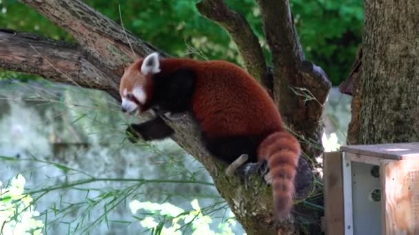 Le panda rouge, Ailurus fulgens, aussi appelé le petit panda et le chat-ours rouge. - Séquence, vidéo