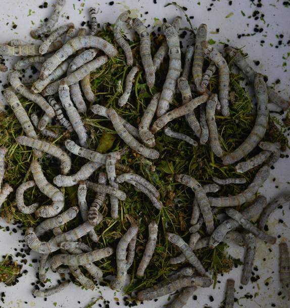 Detail of silkworms in the larvae form - Photo, Image