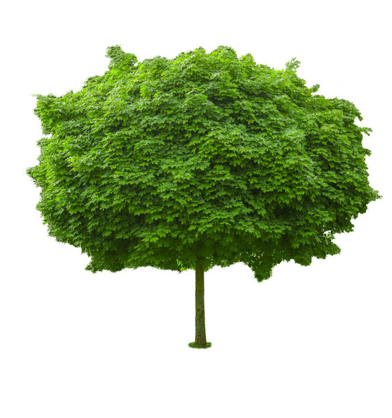 Green tree with dense foliage spherical shape isolated on white. - Фото, изображение