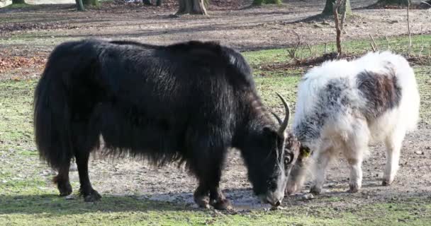 Kotimainen jakki, Bos grunniens, on pitkäkarvainen kesy bovid, joka löytyy koko Himalajan alueelta Intian niemimaalla, Tiibetin tasangolla ja jopa pohjoisessa Mongoliassa ja Venäjällä.. - Materiaali, video