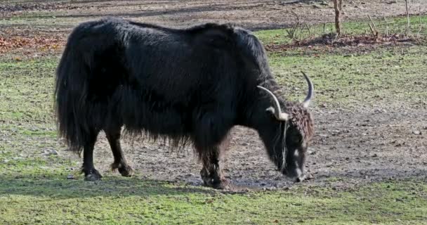 El yak doméstico, Bos grunniens es un bovino domesticado de pelo largo que se encuentra en toda la región del Himalaya del subcontinente indio, la meseta tibetana y tan al norte como Mongolia y Rusia.. - Imágenes, Vídeo