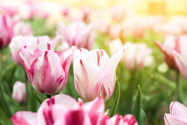 Beautiful blooming tulips outdoors on spring day - Фото, изображение