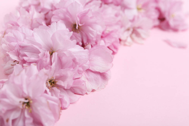 Beautiful sakura blossom on pink background, closeup. Japanese cherry - Foto, immagini