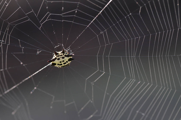 Yellow Spider in web, Spiny supported orb weaver (Gasteracantha cancriformis) - Фото, зображення