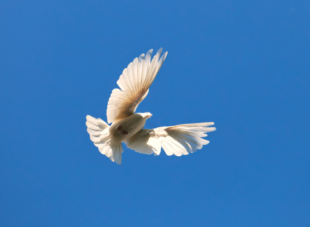 White pigeon - Фото, изображение