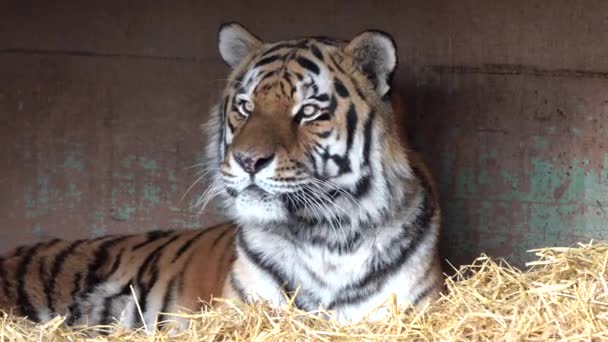 Le tigre sibérien Panthera tigris altaica est le plus grand chat du monde - Séquence, vidéo