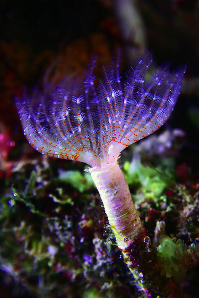 Белый крохотный трубчатый червь в макро-сцене в акваиуме морского рифа
 - Фото, изображение