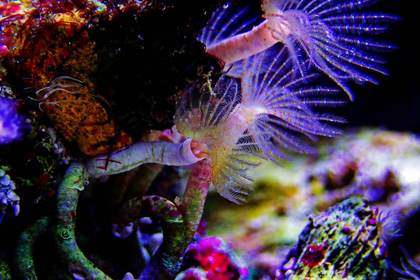 Білий крихітний трубчастий черв'як у макросцені в акваріумі морського рифу
 - Фото, зображення