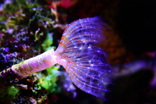 Minúsculo verme tubo branco em macro cena no aquário recife marinho
 - Foto, Imagem