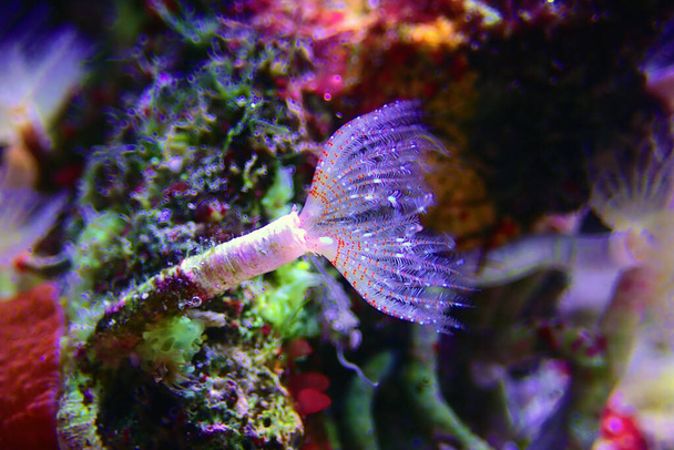 Minúsculo verme tubo branco em macro cena no aquário recife marinho
 - Foto, Imagem