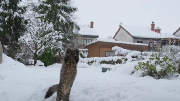 LOW MOTION: Nimble gato casa salta para o ar para pegar uma pequena bola de neve
. - Filmagem, Vídeo