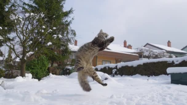 ÂNGULO BAIXO: Agile gato casa marrom salta para o ar para pegar uma pequena bola de neve
. - Filmagem, Vídeo