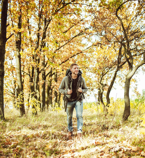Traveler backpacker walking in autumn forest, young caucasian man in gray jacket goes along the trail admiring beauty of nature on sunny day. Hiking concept - Photo, Image