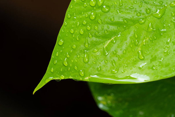 close up picture of rain drop on the green plant leaves. nuture concept - Foto, afbeelding