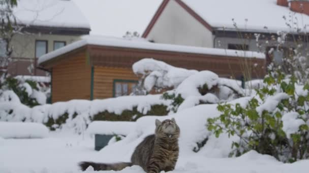 CLOSE UP: Nimble brown house cat leaps into the air to catch a small snowball. - Footage, Video