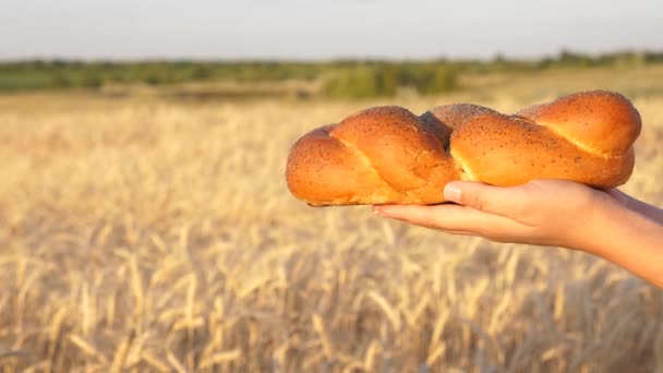 bollo con semillas de amapola, pan en las palmas. delicioso pan fresco de mano en mano en un campo de trigo. un panadero le da un pan crujiente a un granjero
. - Metraje, vídeo