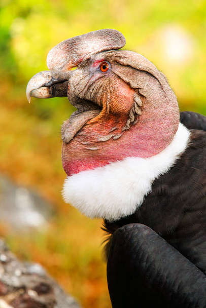 The Andean Condor Is A Large Black Raptor With A Ruff Of Colour Feathers Surrounding The Base Of The Spine And Especially In The Male Large White Patches On The Wings - Фото, изображение