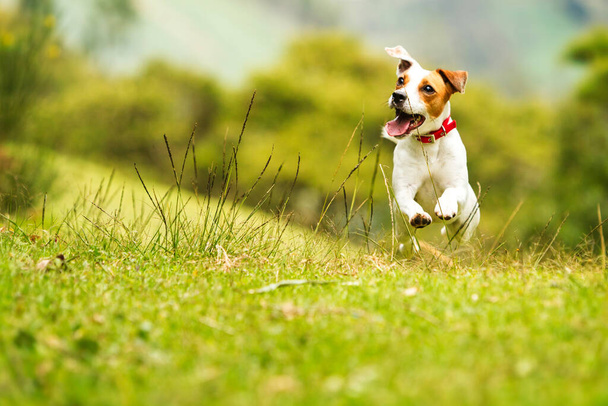 perro feliz corriendo hacia la cámara de bajo ángulo de alta velocidad tiro
 - Foto, imagen