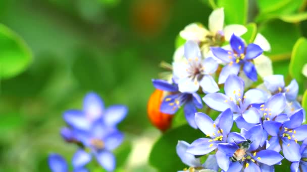 abelha no pólen de Lignum vitae azul flores brancas florescendo no jardim
 - Filmagem, Vídeo